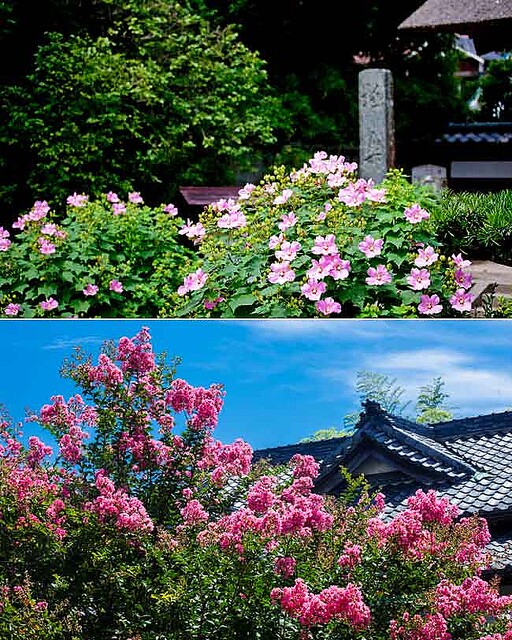 画像 お花と緑に癒される 鎌倉のお寺 神社5選 あじさい寺や秋の花が美しいお寺も 7 8 ライブドアニュース