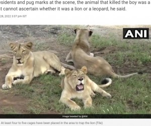 �饤�����Ϣ����줿�����ʲ����ϡ�NDTV.com��2022ǯ10��28���ա�Child Mauled To Death In Gir Forest, Officials Say May Be Lion Or Leopard�ס�Image tweeted by ��ANI�ˡ٤Υ����꡼�󥷥�åȡ�