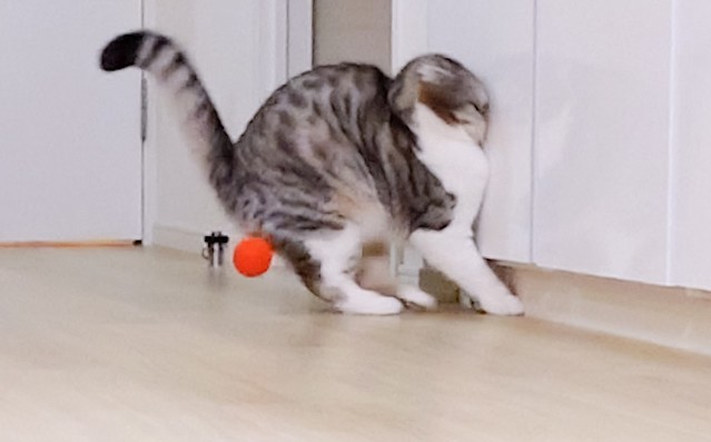 はしゃぎ過ぎるなと言ったのに ドーンと壁に見事にぶつかる猫 ライブドアニュース