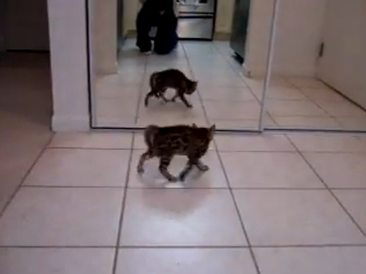 �֤��ޤ���ï�˥�ġ���