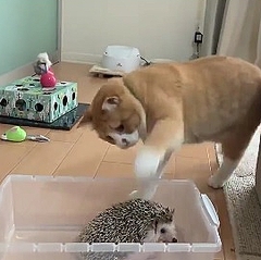 毎回ちょっとつついて去る ハリネズミと同居する猫の行動が話題 ライブドアニュース