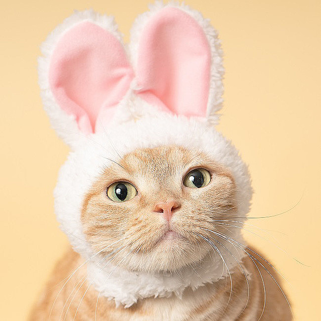 かわいい猫の写真とグッズが集結する「ねこがかわいいだけ展」開催へ