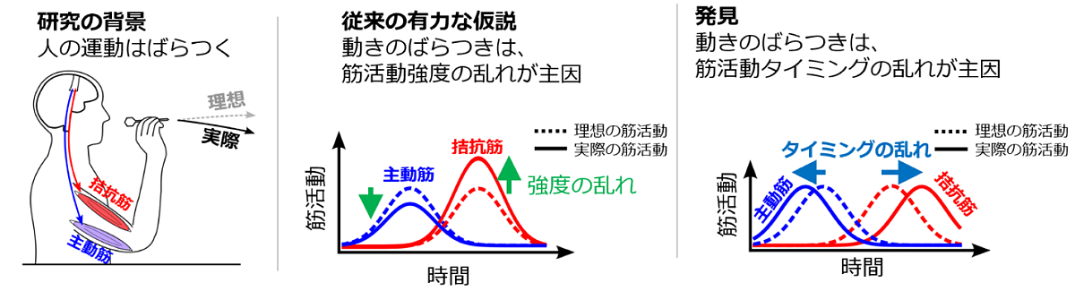 世界初、人の動作の「ばらつき」を生む脳の仕組みを解明 〜医療・スポーツ分野における運動能力の評価・向上への新たな道筋〜