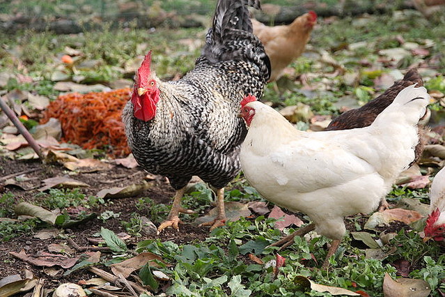 ニワトリの 起源 の解明が急がれている理由とは 七十二候 鶏始乳 にわとり はじめてとやにつく ライブドアニュース