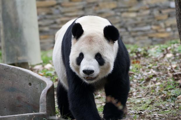 リーリー（パンダ）、四川でのんびり散歩