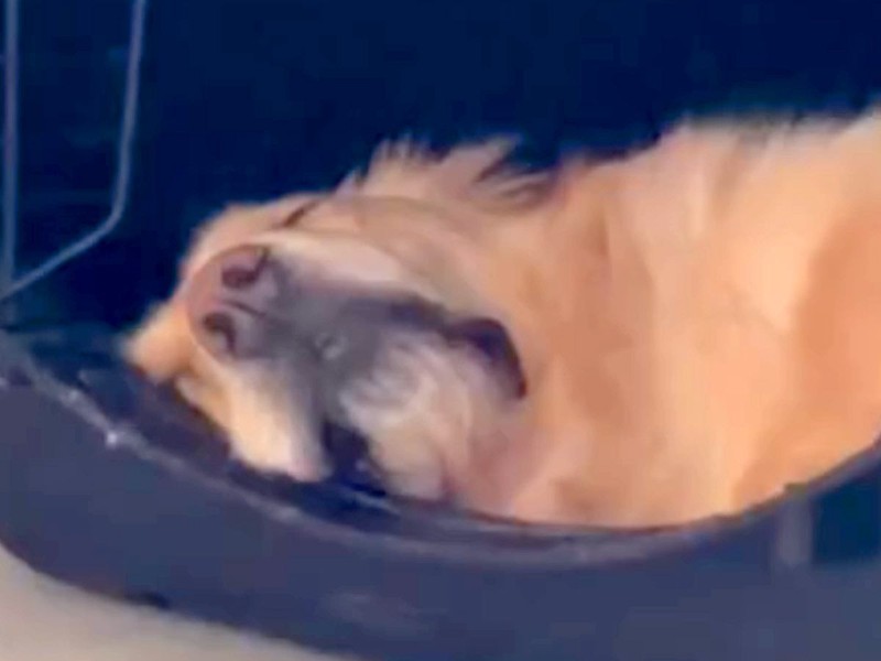 緿桢̾Ƥ...ʥꥢФ