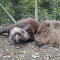 英動物園 バク&カピバラ安楽死へ