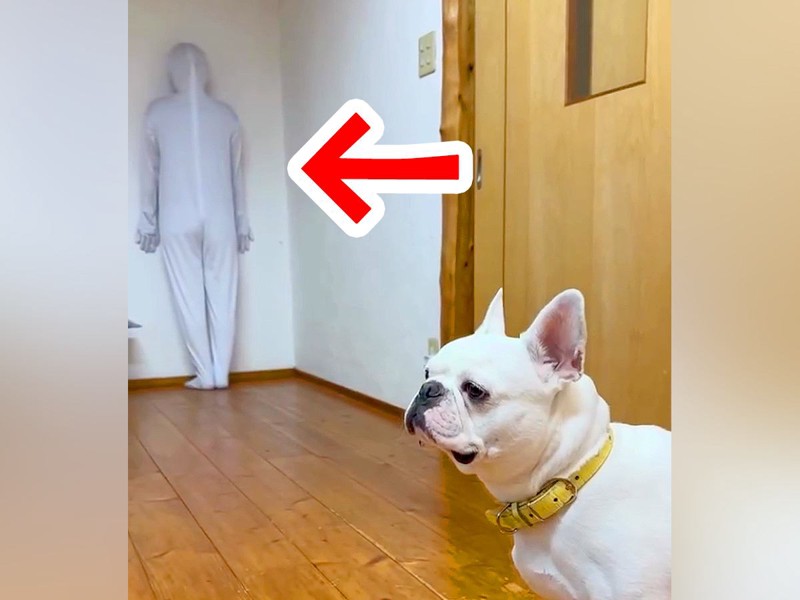 ママが白い全身タイツを着て壁と同化 ワンコは気づくのか検証