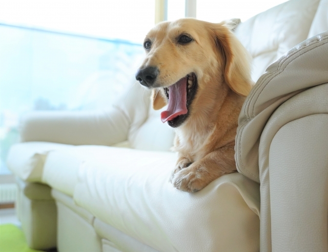 ��󥳤˥��ե�����å��줿����²����ǲ��̤���ε�ž��