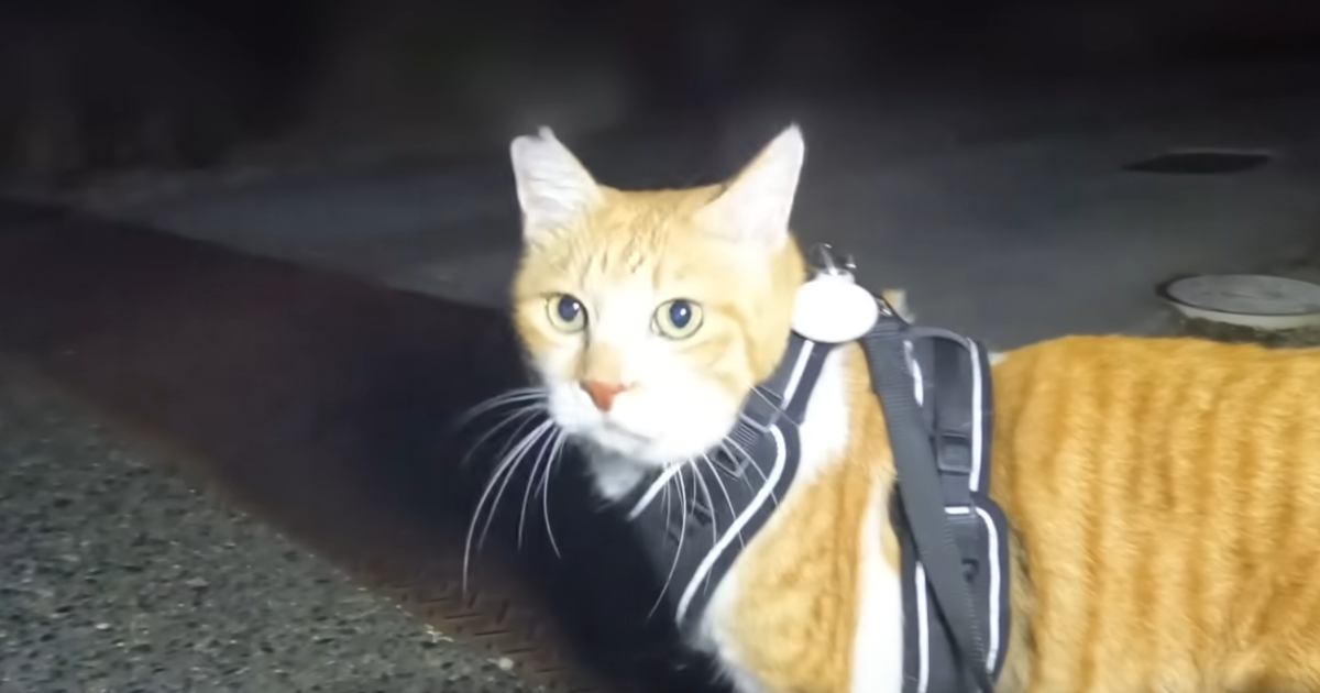 Τ˽Фǭפ̺Ʋ ִ򤷤֤ݤפϪ