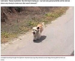 海外発 Breaking News 山でひとりぼっちだった犬 走行する車を追いかけて新しい飼い主を見つける スペイン 動画あり ライブドア ニュース