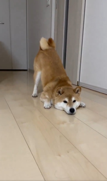 դ줿Ƹäȿʥݡ襤Ƽ˼ʤ