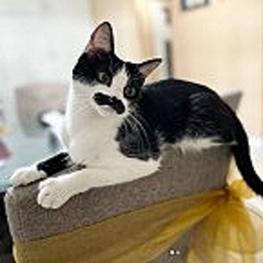 先祖はフレディ マーキュリー 保護した猫にユニークな模様 ライブドアニュース 先祖はフレディ マーキュリー 保護した猫にユニークな模様 ライブドアニュース