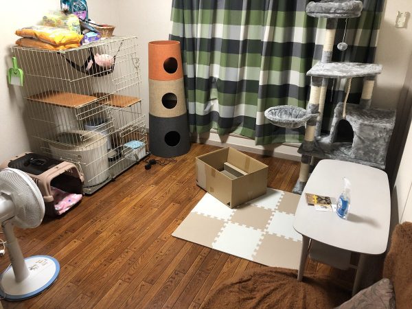 猫と出会ってすぐに引っ越しを決意 ペット可物件にグッズを揃えて完璧に準備した人の情熱がすごい ライブドアニュース