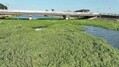 地球最悪の″侵略植物″南米の悪魔「ナ...