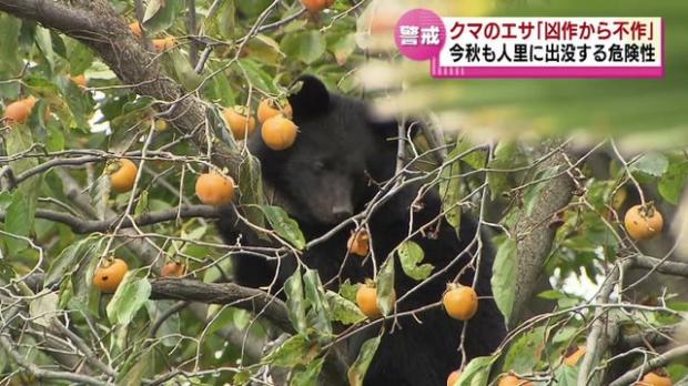 クマのエサ 凶作から不作 今秋も人里に出没する可能性 ライブドアニュース