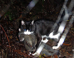 2008年に奄美大島で撮影された、アマミノクロウサギを捕食する野良猫。（写真：那覇自然環境事務所発表資料より）