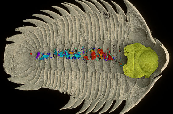 5億年以上前に生息していた三葉虫が何を食べていたのかがついに判明