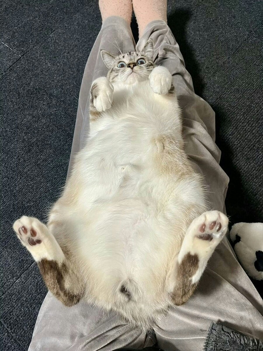 「何その顔w」見下ろしてくる愛猫が話題に!4.6万いいねの“ドヤ顔ショット”がかわいすぎる【ママリ】