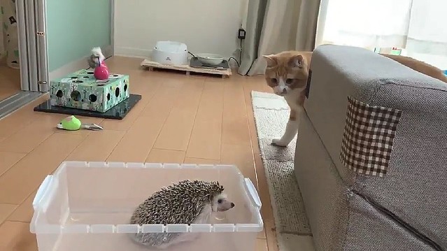 毎回ちょっとつついて去る ハリネズミと同居する猫の行動が話題 ライブドアニュース