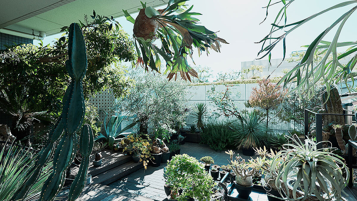 奇妙で風変わりな形をした「珍奇植物」 コレクターがコレクターに