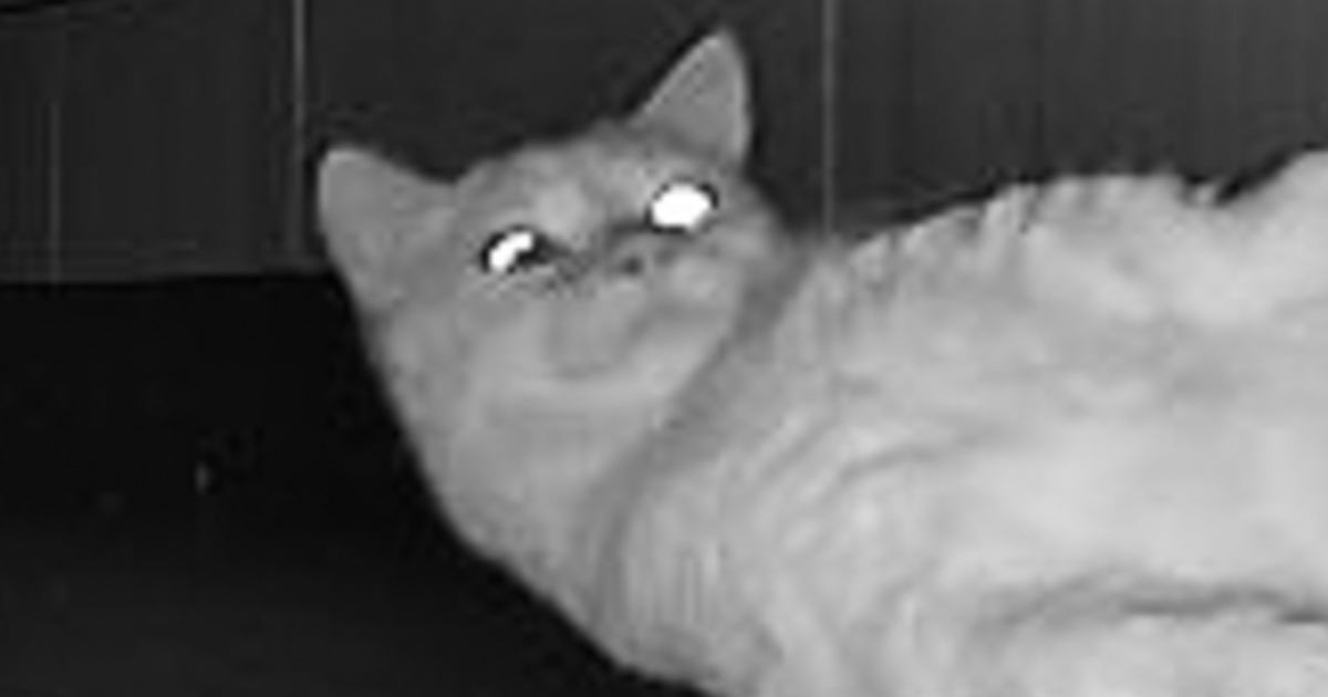 飼い主が見ていない夜の時間 アザラシそっくりの足元に爆笑