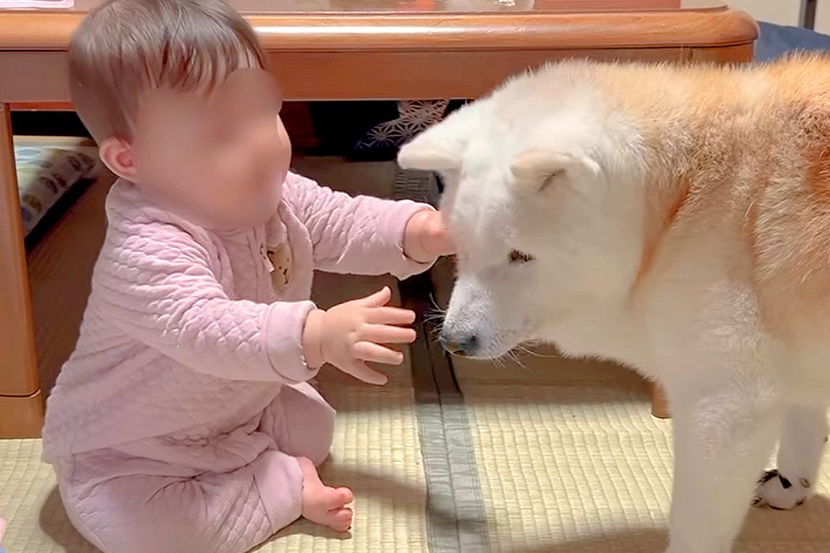 0歳の赤ちゃんが老柴犬に両手を伸ばして抱きしめようとする姿が話題