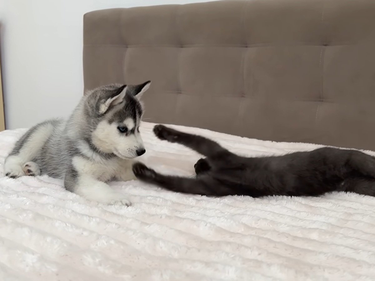 2匹は仲良くなれるのか…?