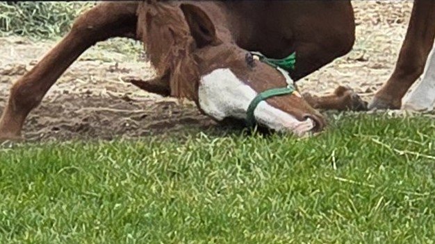 脱走するのかと思った?衝撃的な牧場の光景がX上で注目集める