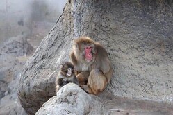 �����ư��ʪ�����X��@ichikawa_zoo�ˤ��