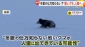1月なのにクマ出没 専門家見解は
