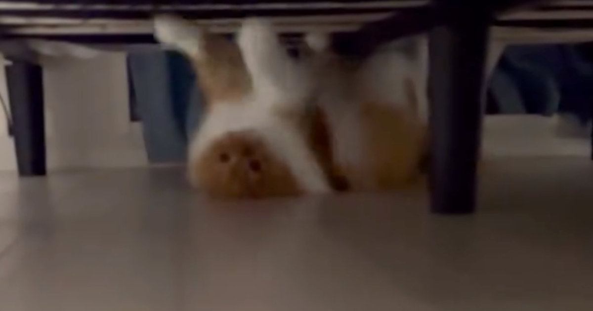 ベッド下に潜む可愛い妖怪に恐怖「エクソシスト並みに怖くて...」