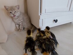 �ɤ����Ƥ����ʤä��ġġ�