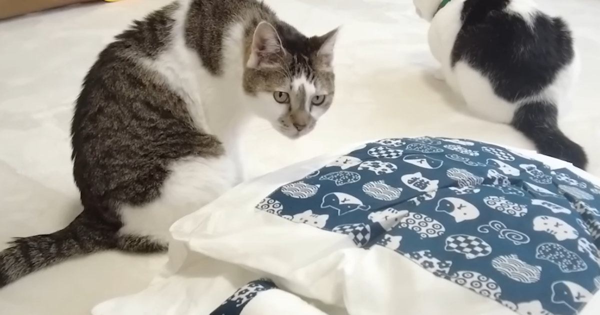 『どうせ使わない』と思いつつも『猫用ふとん』を買ってみた結果…愛猫が見せた『まさかの反応』が19万再生「可愛いなぁ~w」「ほっこり」