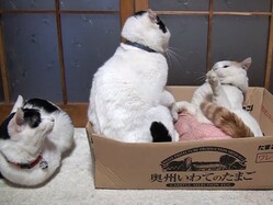 ���ˤ⥱�󥫤��Ϥޤꤽ�������ɡ�