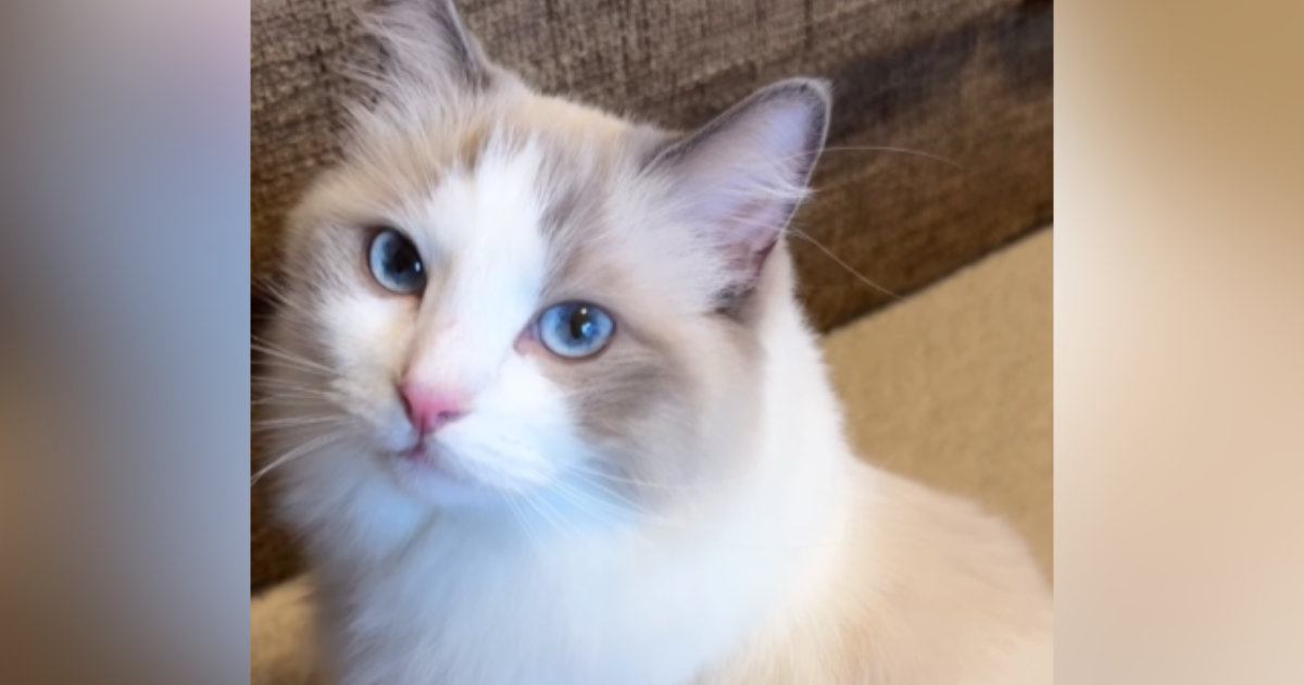 甘えたくてしょうがない猫→飼い主さんのことを見つめて…反則級に可愛い『アピール』が134万再生「見惚れてしまった」「すんごい綺麗な子」