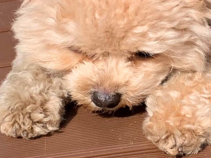 Фʤ褦ɬƧĥݥס ̤ߤΤ褦ʻѤȿ