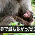 赤ちゃんザル 名前はアマビエ