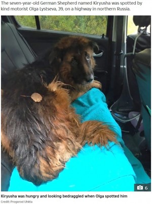 生き埋めにされたジャーマン・シェパードのミックス犬(画像は『The US Sun 2020年10月12日付「BURIED ALIVE Dog digs himself out of grave and seeks help after cruel owners gave him ‘lethal injection’ and buried him in forest」(Credit: Progorod Uhkta)』のスクリーンショット)