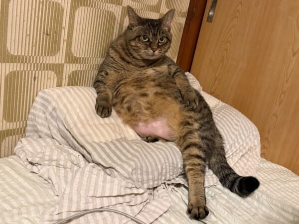 薬を飲まされた猫、華麗に仕返し?人間の枕を占拠する”かわいい知能犯”
