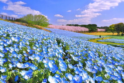 �ͥ�ե�����100���ܤ��餯�Ĥ��֤γ���ʡ����������ƻ���͸���ǡȽդβ֡ɤ�ڤ��।�٥��