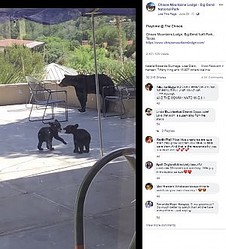 ï�⤤�ʤ������ǥ쥹��󥰤򤹤�ҥ��ޡʲ����ϡ�Chisos Mountains Lodge - Big Bend National Park��2020ǯ6��25����Facebook��Chisos Mountains Lodge, Big Bend Nat��l Park, Texas.�ס٤Υ����꡼�󥷥�åȡ�