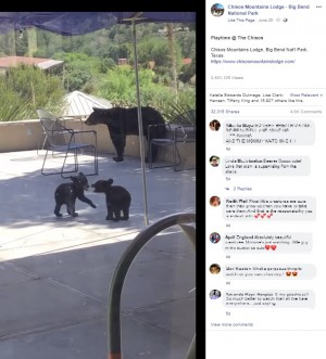 誰もいない中庭でレスリングをする子グマ(画像は『Chisos Mountains Lodge - Big Bend National Park 2020年6月25日付Facebook「Chisos Mountains Lodge, Big Bend Nat’l Park, Texas.」』のスクリーンショット)