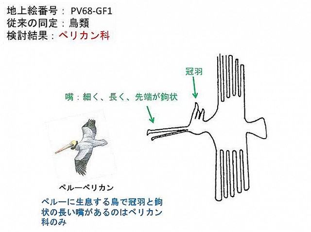 ナスカの地上絵には周辺にいない鳥が描かれていた 北大の研究 ライブドアニュース