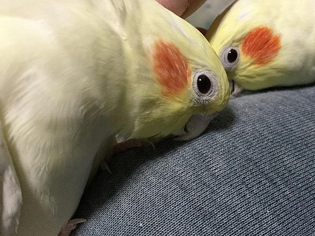 最後まで可愛い 頭をカキカキされてうっとりするインコの動画が話題に ライブドアニュース