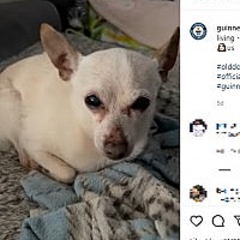 米国の21歳66日のチワワ 存命中の世界最高齢の犬 に認定 22年4月日掲載 ライブドアニュース 米国の21歳66日のチワワ 存命中の世界最高齢の犬 に認定 22年4月日掲載 ライブドアニュース