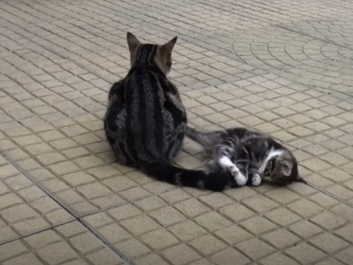ママのしっぽに夢中!