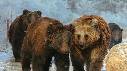 �ҥ��ޤȥĥ��Υ殺�ޤθ򻨼郎�ʹ֤򽱤äƤ��롪���Ľ��Ĥ��񤫤��ɥ�󥹥�����ɤ�����Ȥ�����