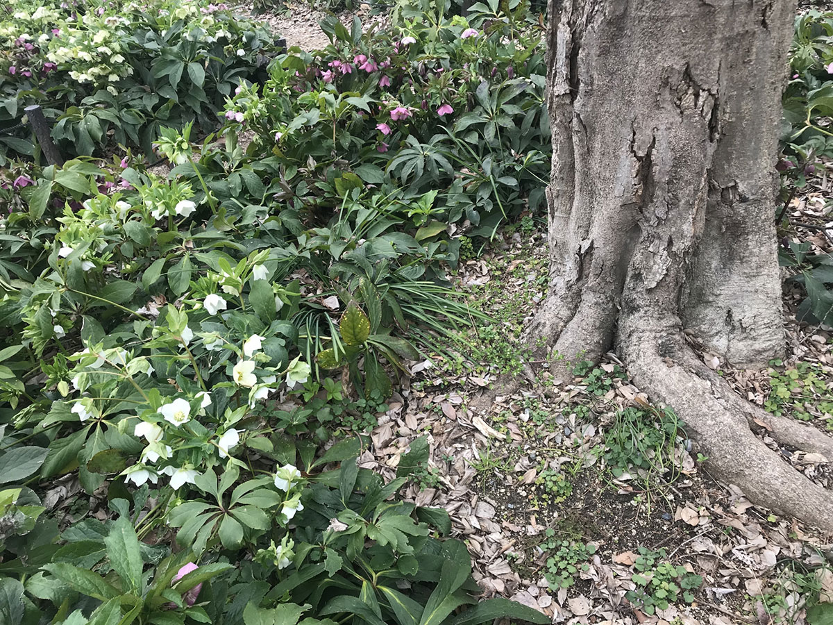 ������˸������Ĥ������ڤκ����˺¤����Ǥ����Τϡ�