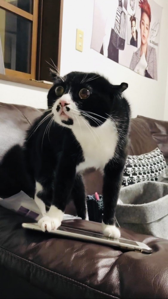 猫オセロ 楽天市場】【残り僅か】SHIRONEKO・KURONEKOリバーシ猫 オセロ ボード